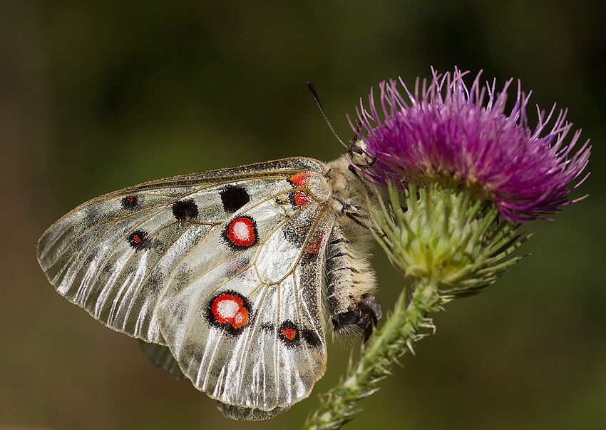 Parnassius apollo (jasoň červenooký)