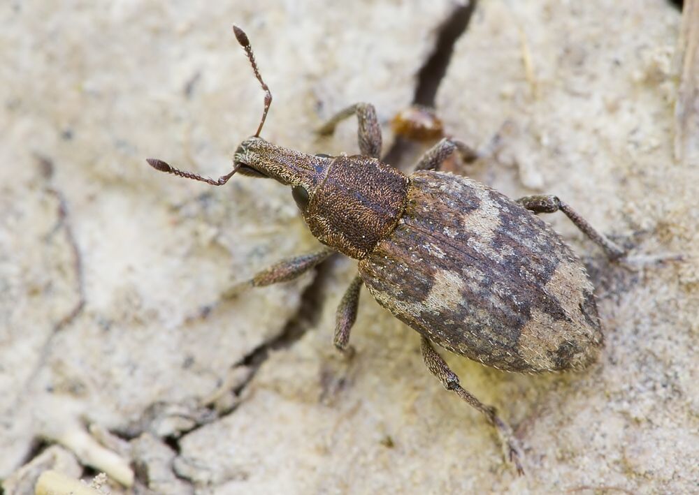 Graptus triguttatus