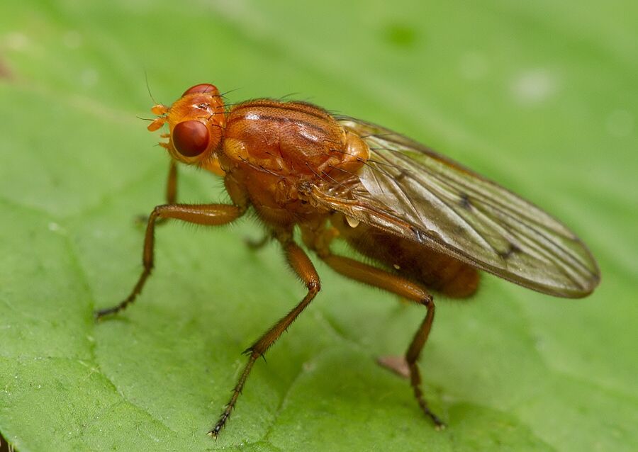 Neuroctena anilis