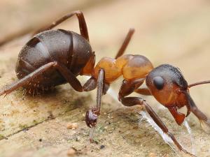 Formica rufa