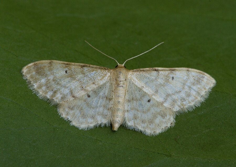 Idaea fuscovenosa