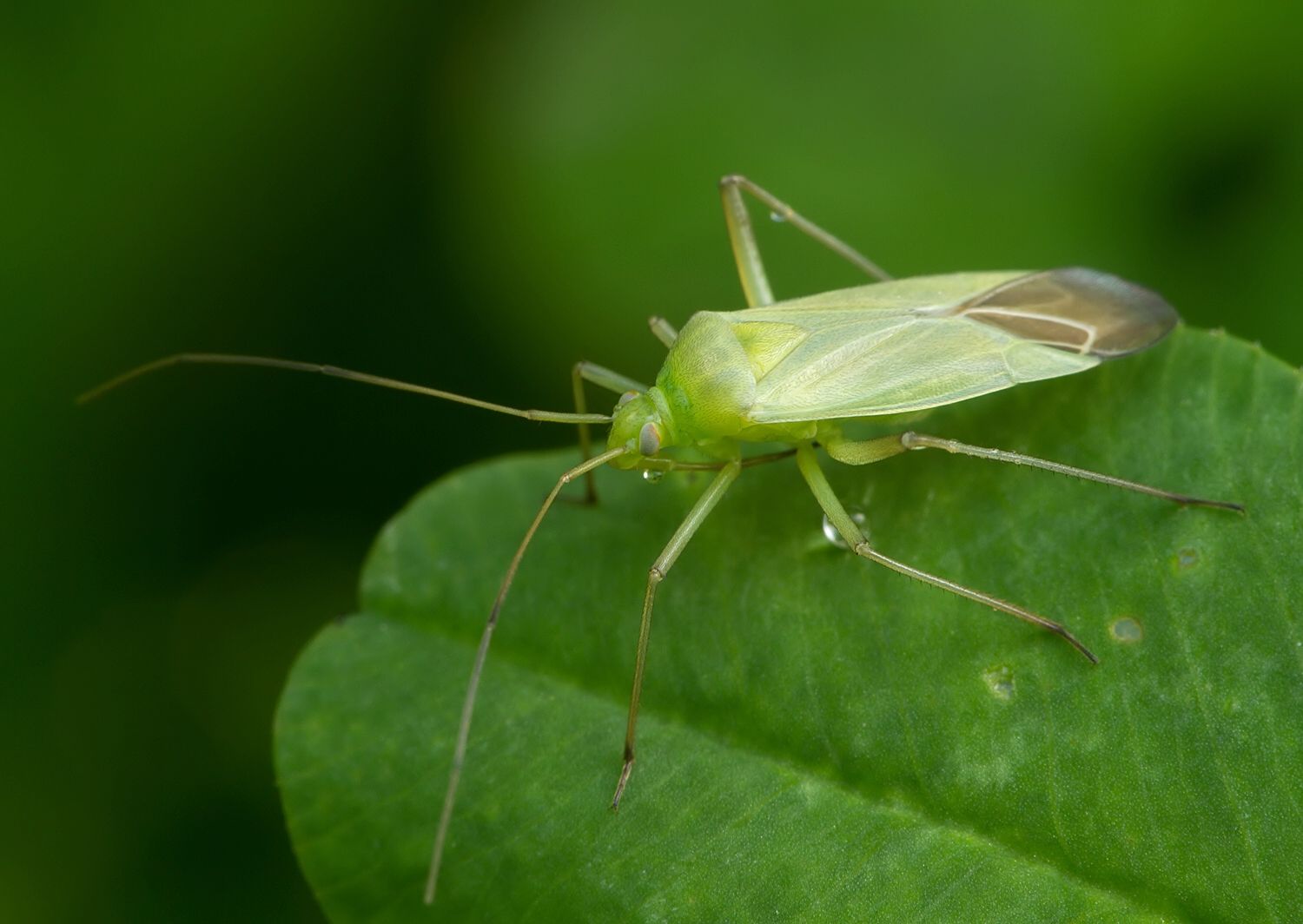 Calocoris affinis