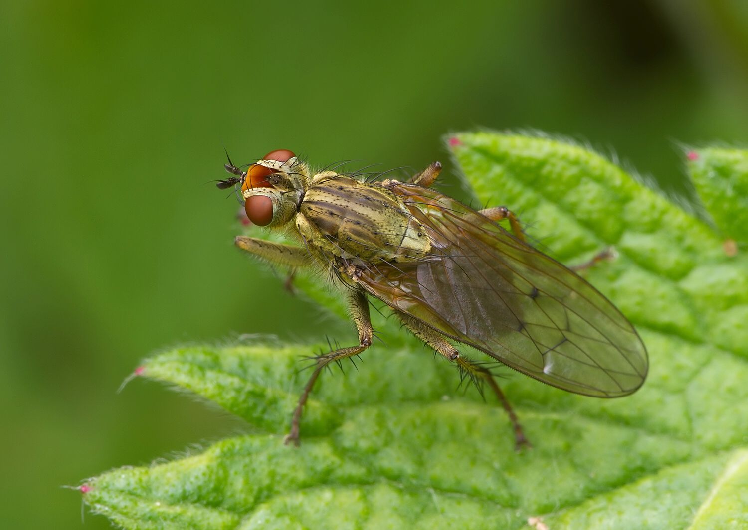 Scathophaga furcata