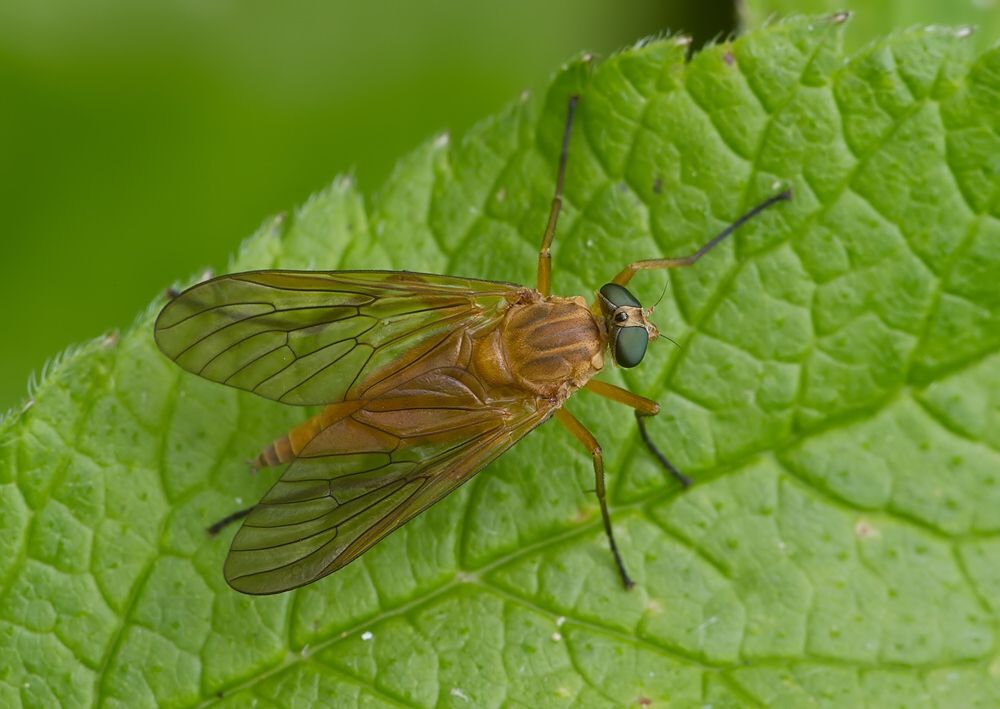 Rhagio tringarius