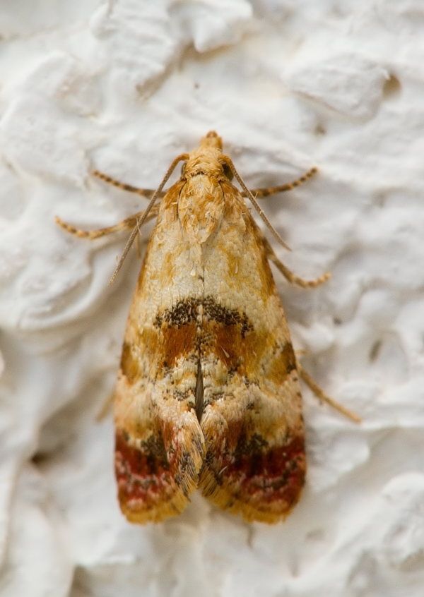 Cochylis sannitica
