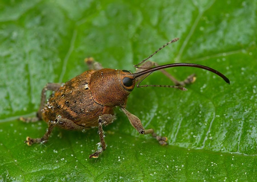 Curculio betulae