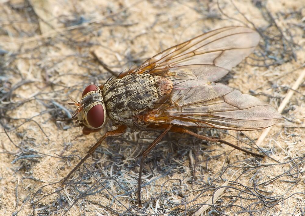 Phaonia valida