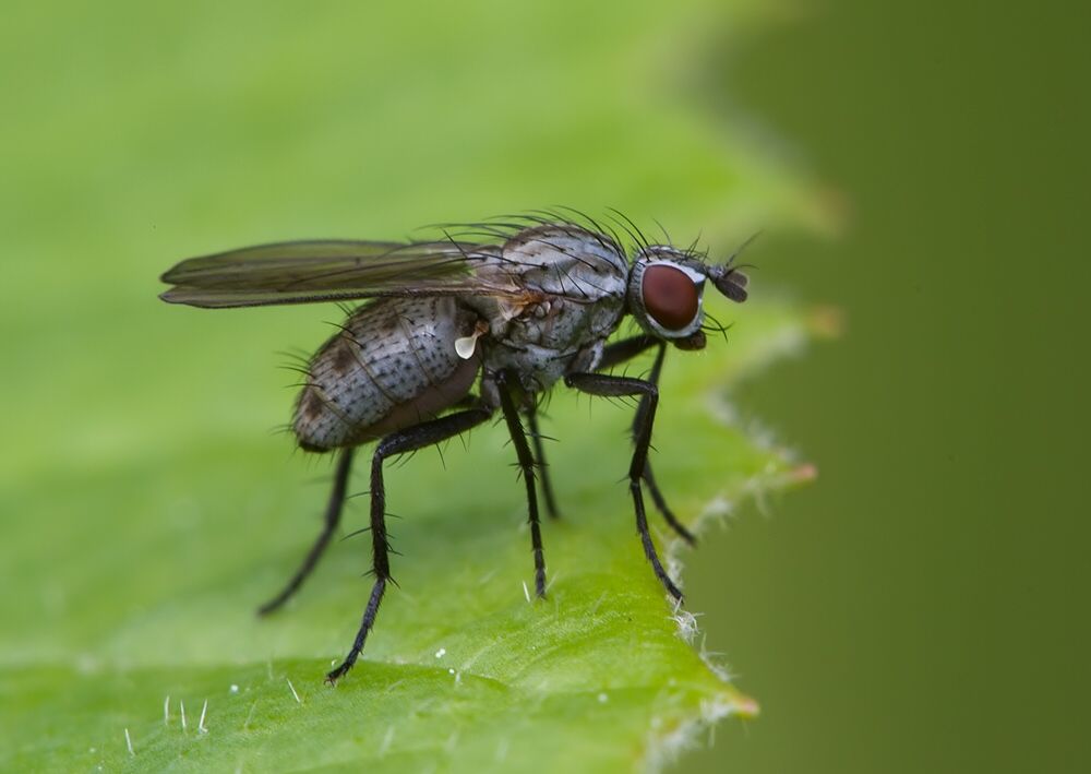 Limnophora cf. triangula