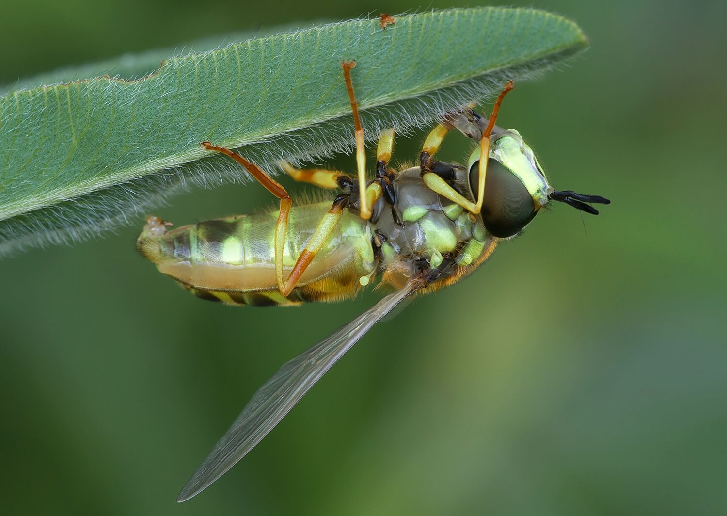 Chrysotoxum fasciatum