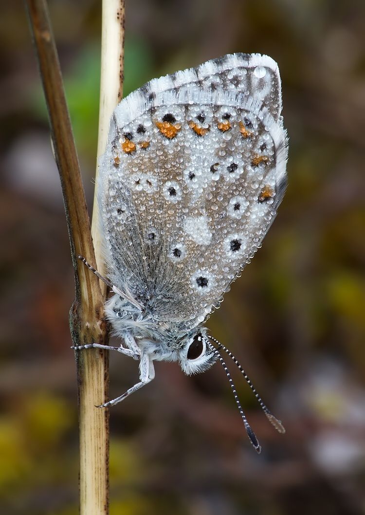 Polyommatus slovacus