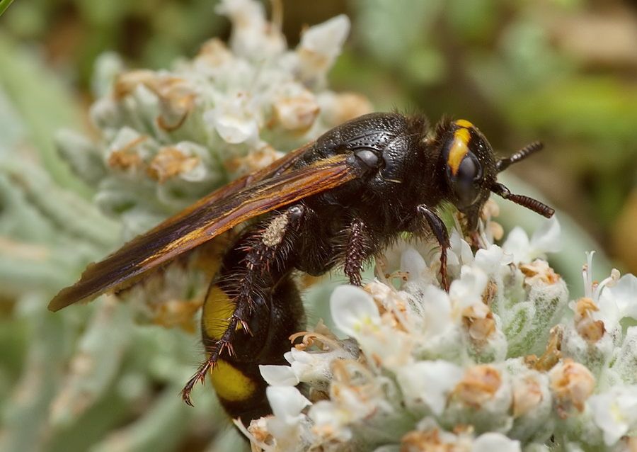 Megascolia maculata