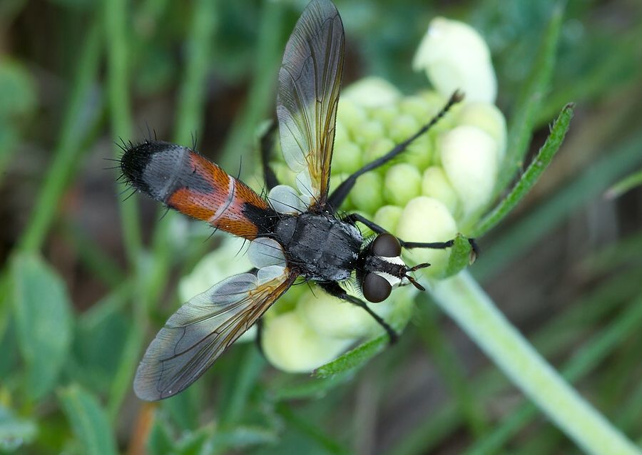 Cylindromyia brassicaria cf.