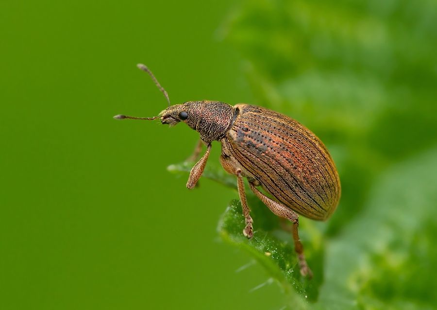 Polydrusus mollis