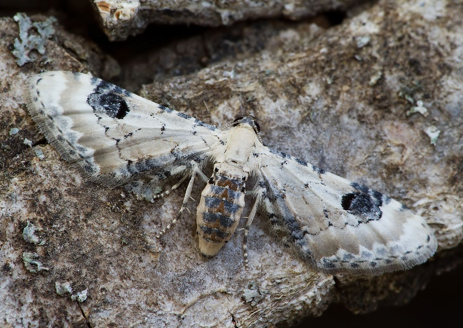 Eupithecia centaureata
