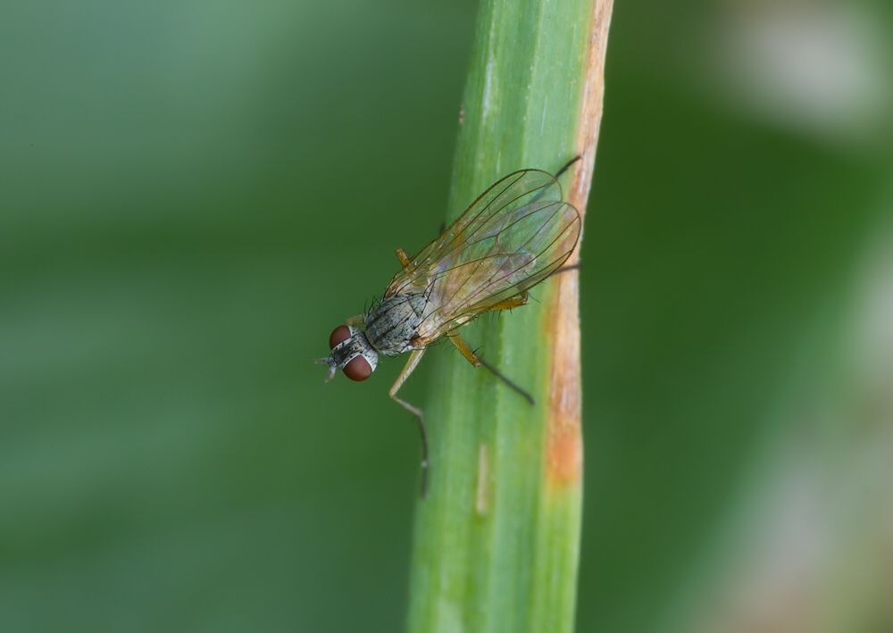 Coenosia bilineella