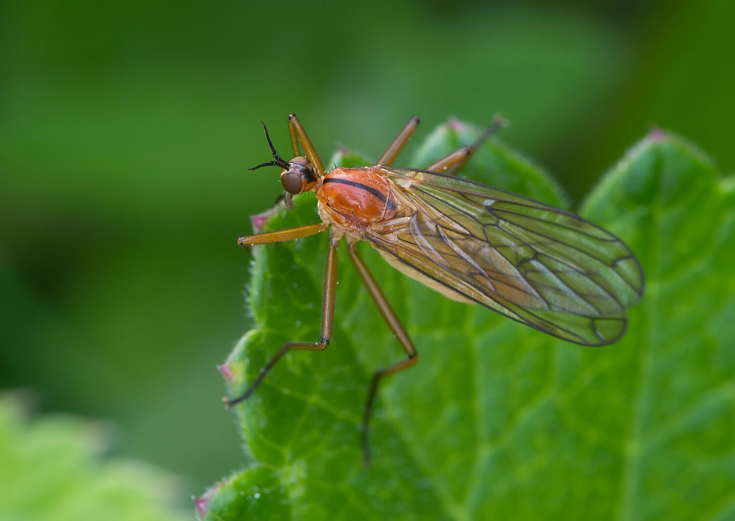 Empis stercorea