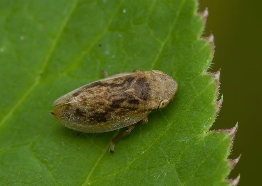 Philaenus spumarius