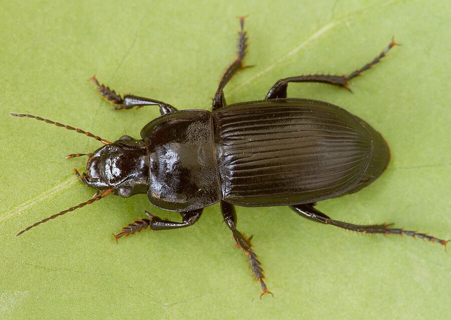 Anisodactylus signatus