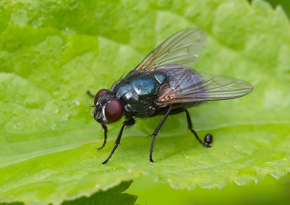 Eudasyphora cyanella