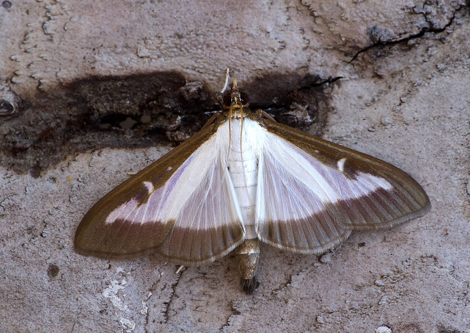 Cydalima perspectalis