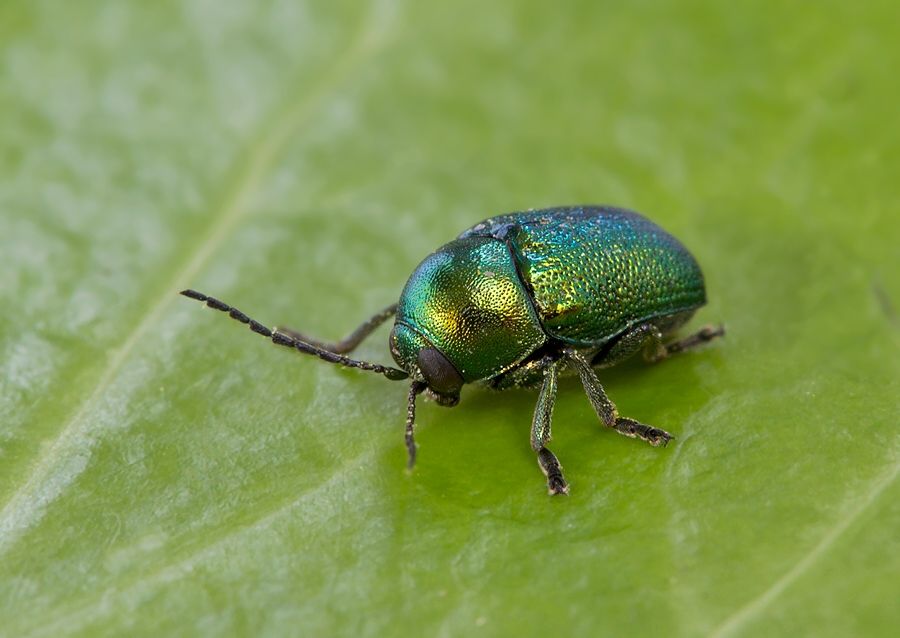 Cryptocephalus hypochaeridis