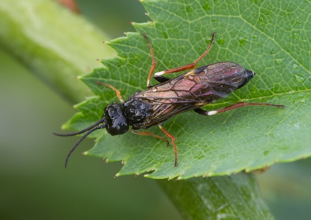 Allantus cinctus