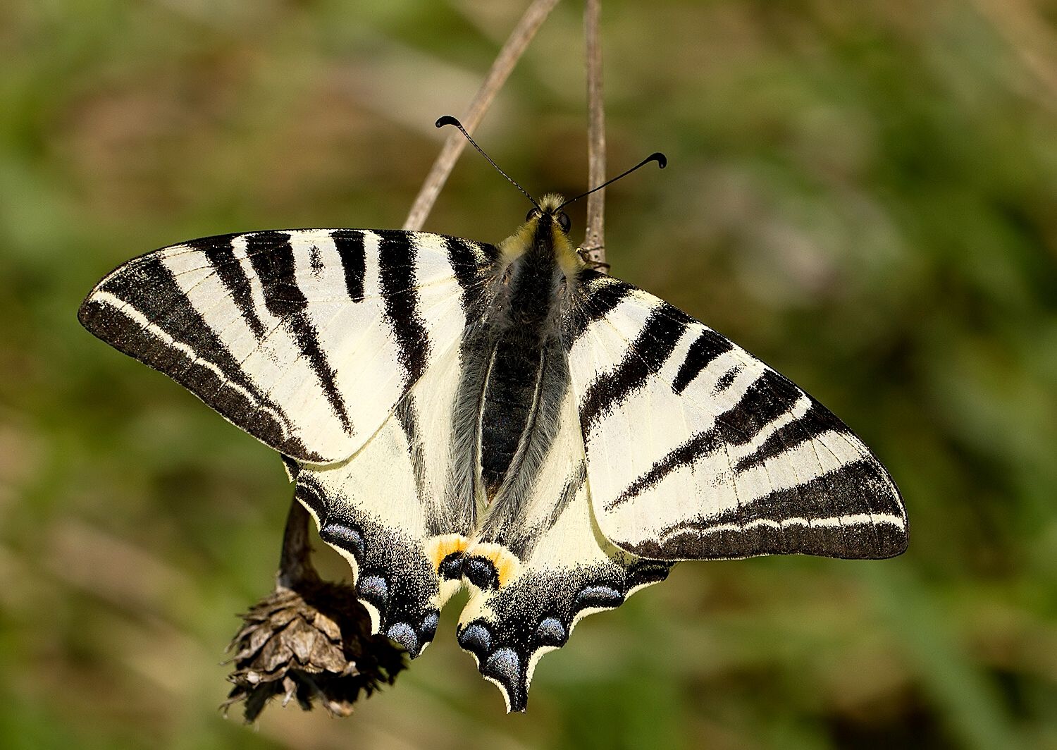 Iphiclides podalirius