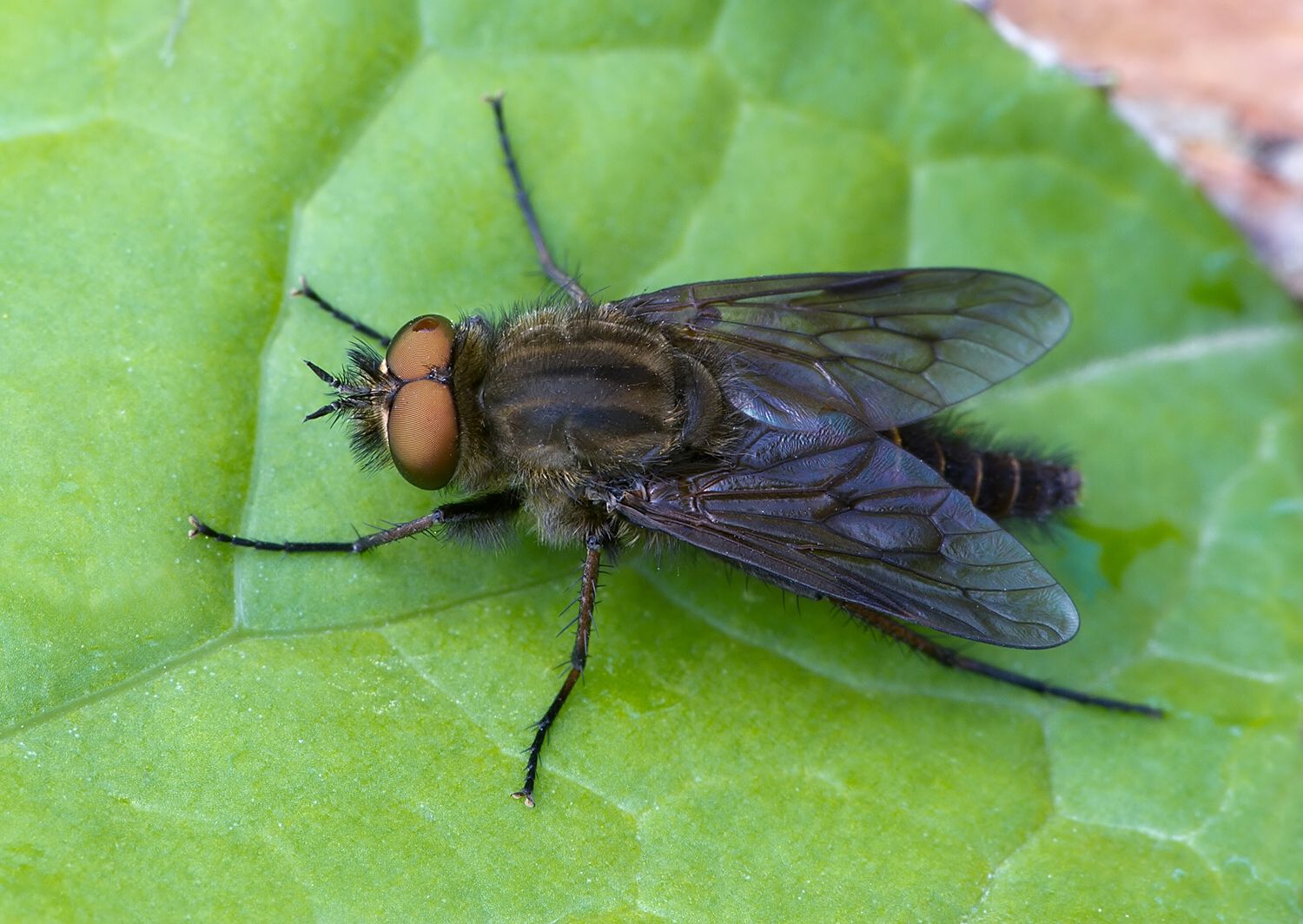 Thereva cincta