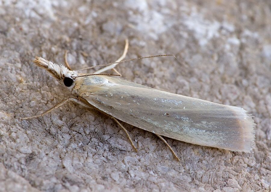 Crambus perlella