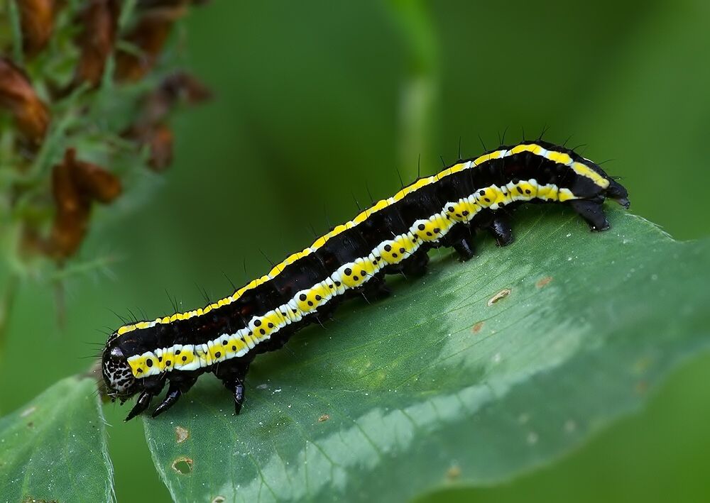 Cucullia lucifuga