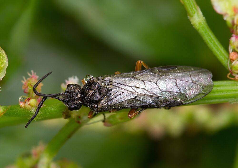 Dolerus puncticollis