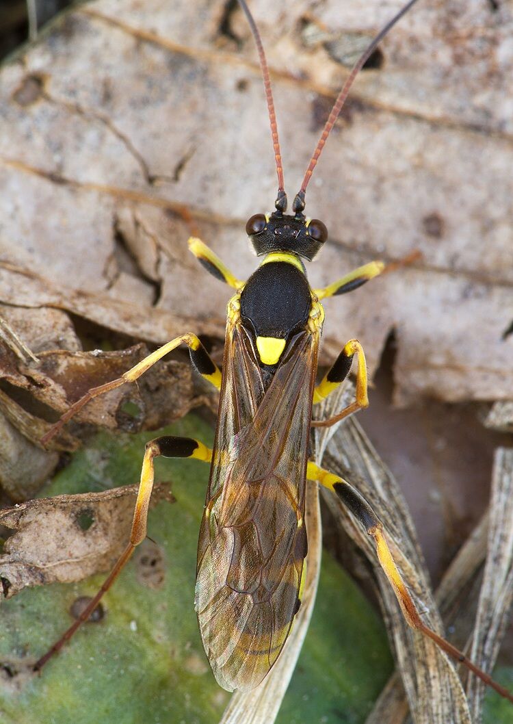 Amblyteles armatorius