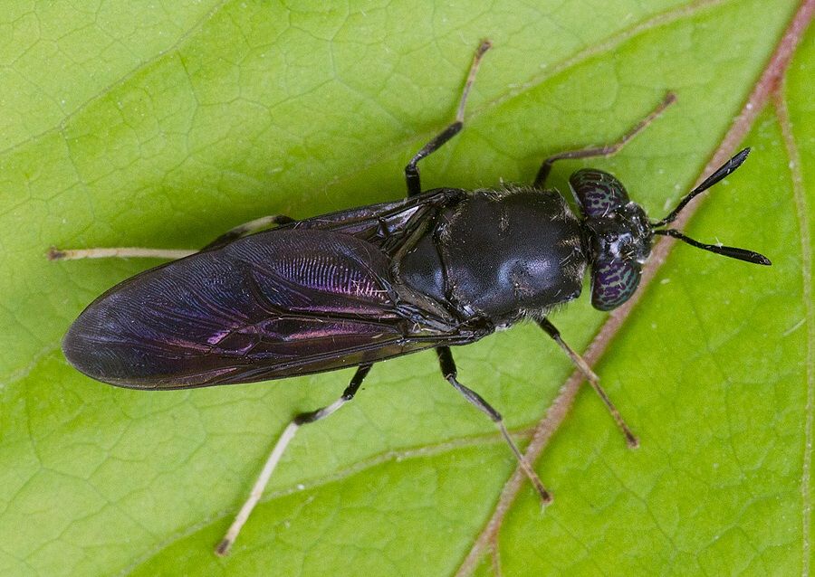 Hermetia illucens