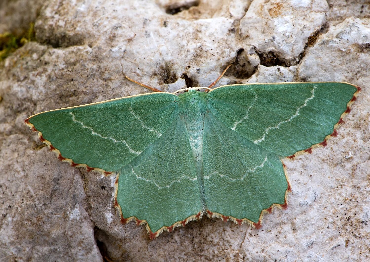 Thalera fimbrialis
