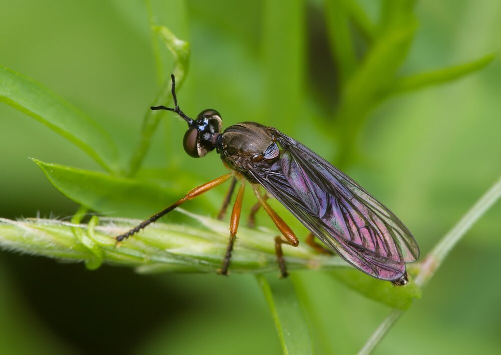 Dioctria bicincta
