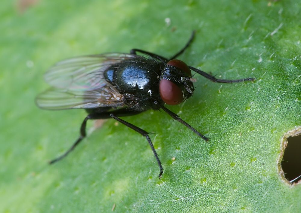 Hydrotaea ignava
