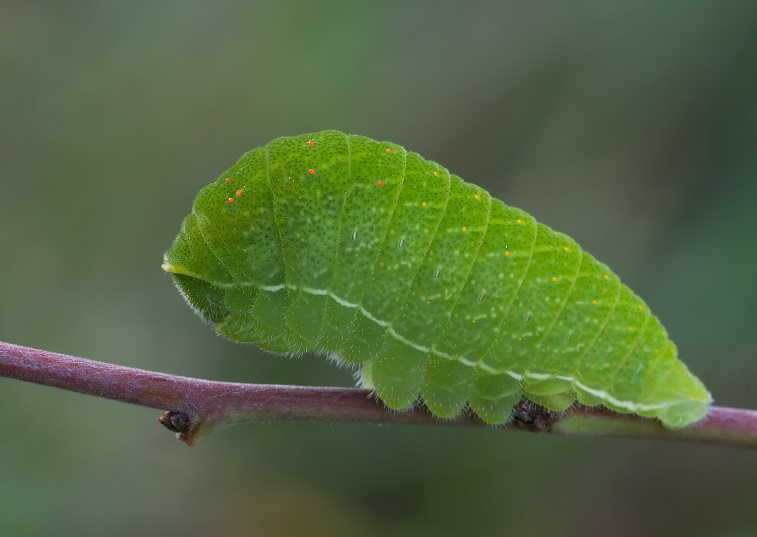 Iphiclides podalirius