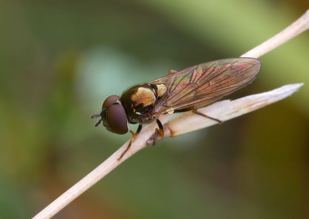 Melanostoma scalare