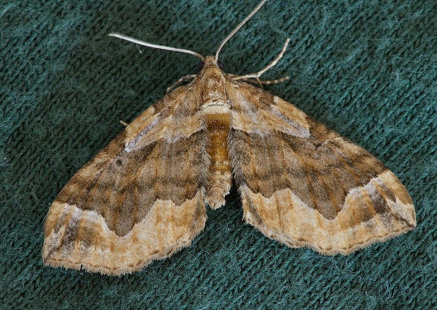 Pelurga comitata