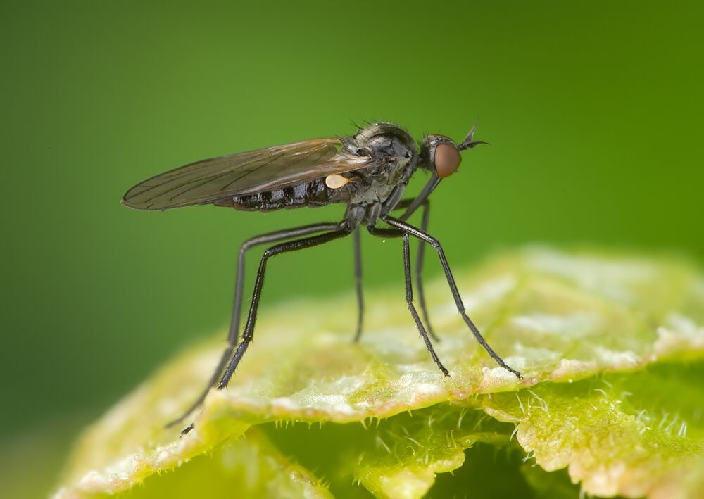 Empis cf. genualis