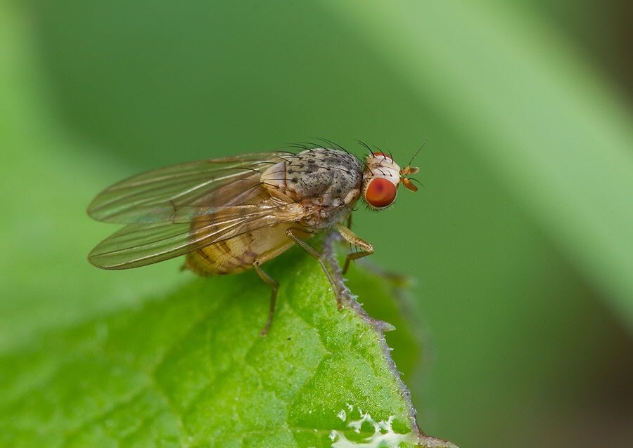 Pseudolyciella pallidiventris