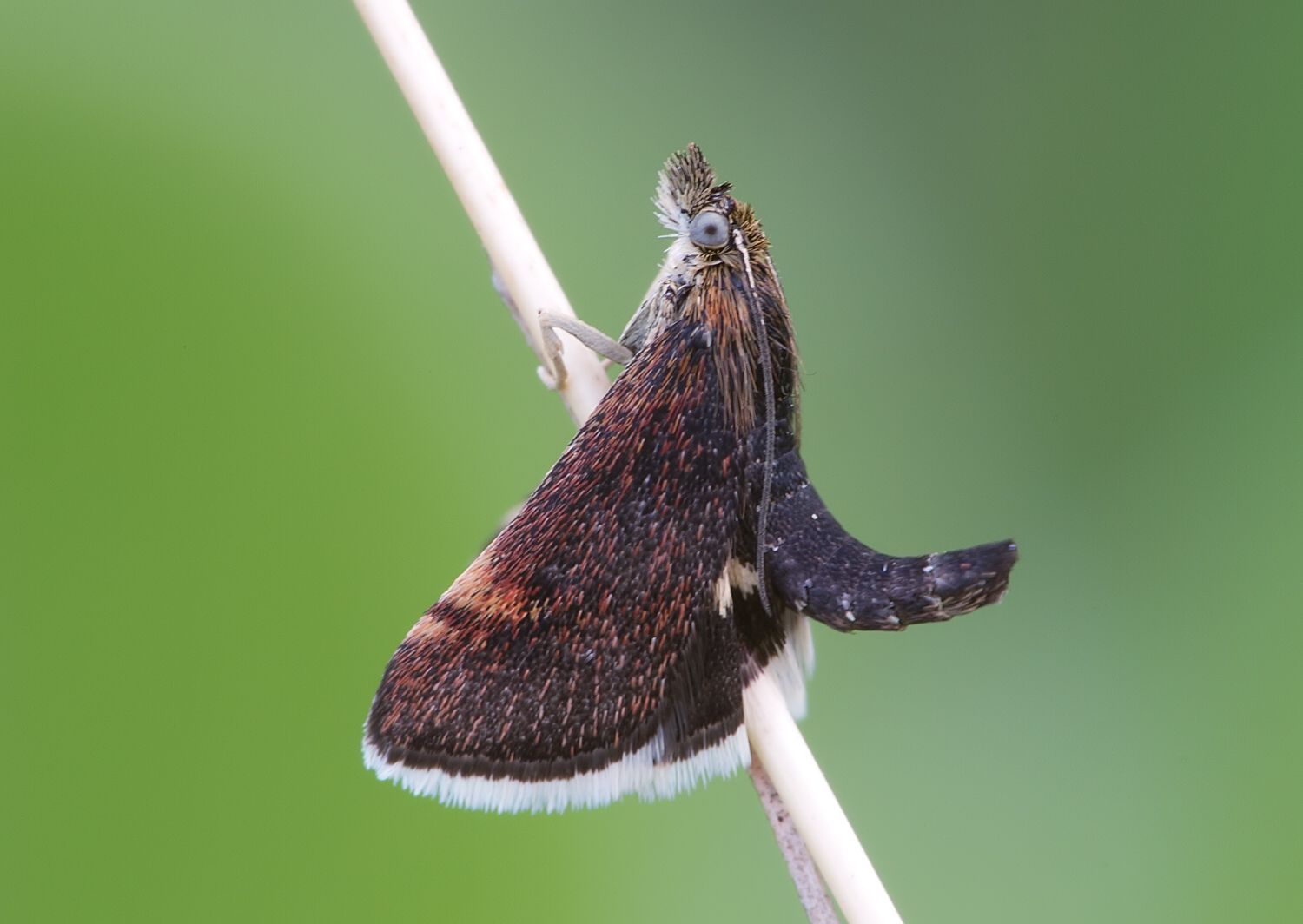 Pyrausta obfuscata