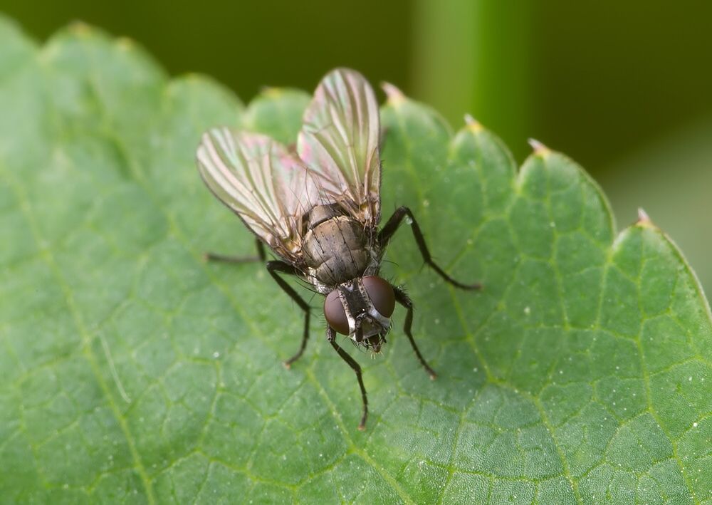 Emmesomyia grisea
