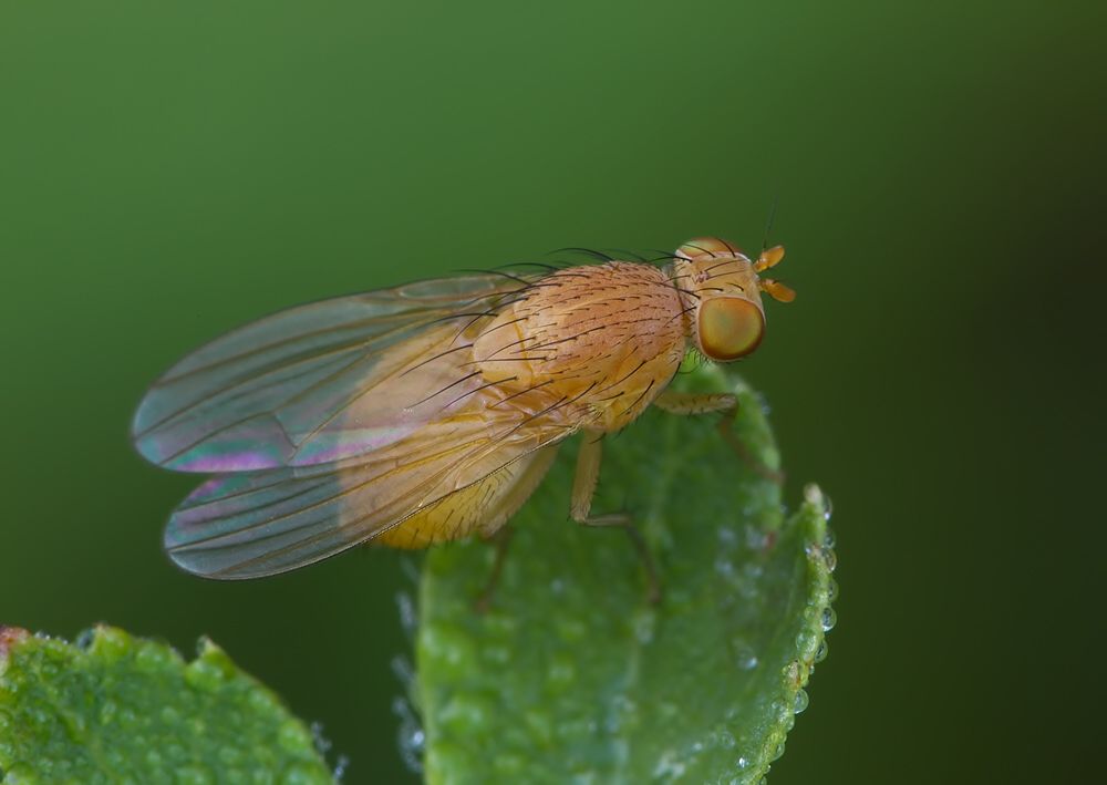 Sapromyzosoma quadricincta