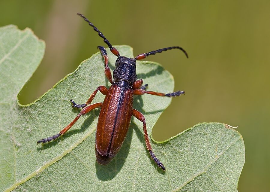 Carinatodorcadion fulvum