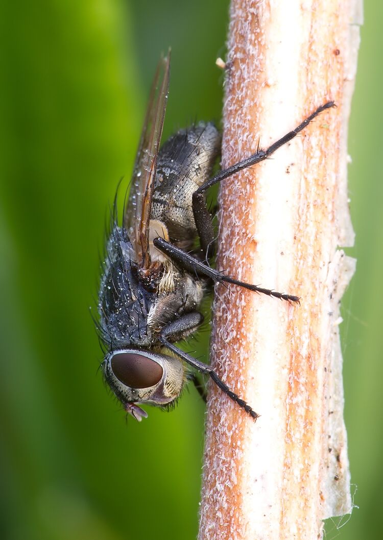 Pollenia rudis