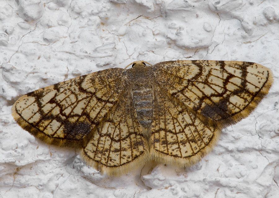 Stegania dilectaria