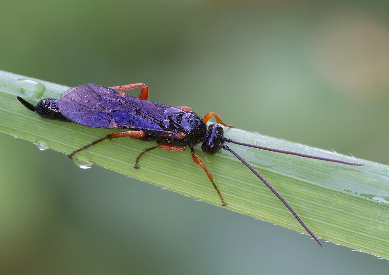 Pseudoamblyteles homocerus cf.