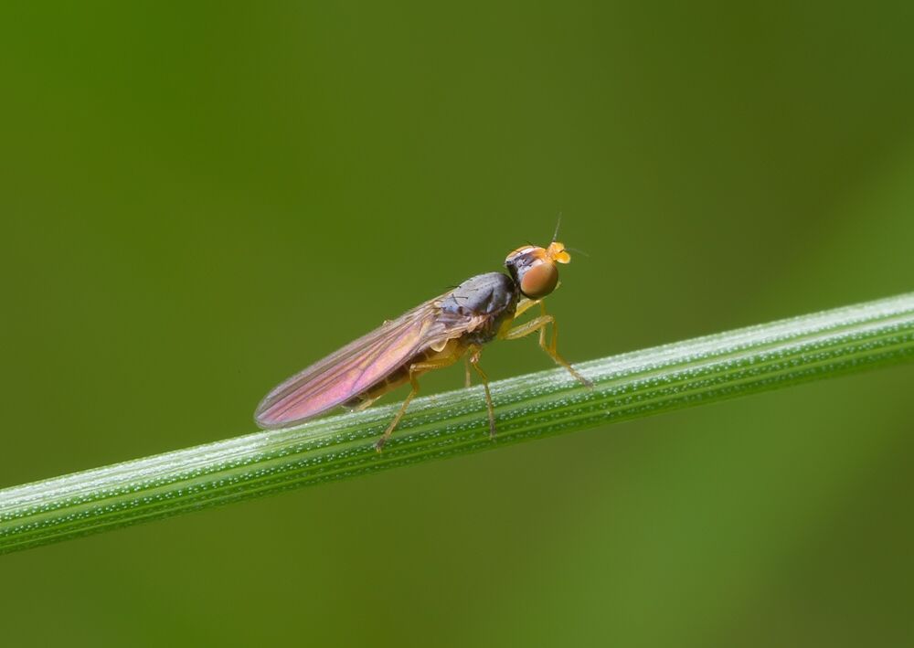 Anthomyza gracilis