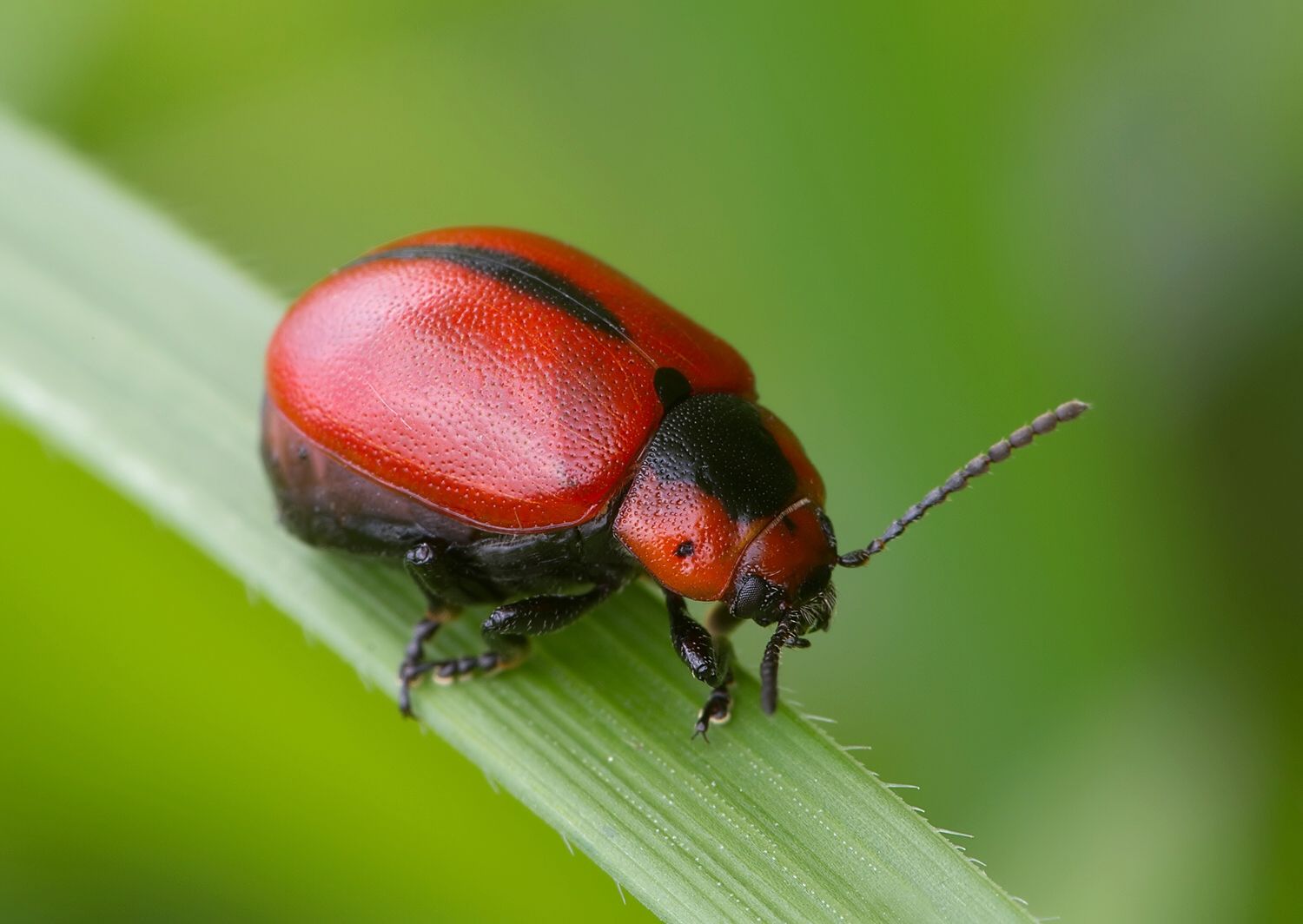 Entomoscelis adonidis